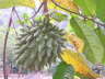 ANNONA RETICULATA